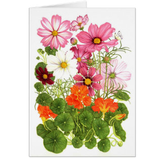 Cosmos and Nasturtiums