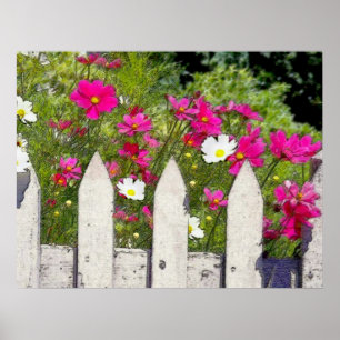 Cosmos and Picket Fence Poster