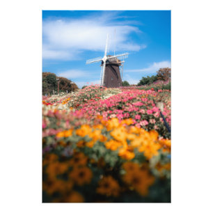 Cosmos and windmills photo print
