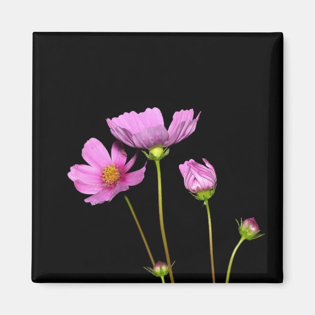 Cosmos at Night Magnet (Front)