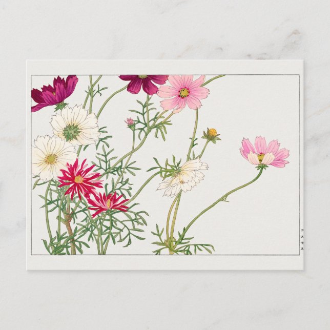 Cosmos by Tanigami Konan Postcard (Front)