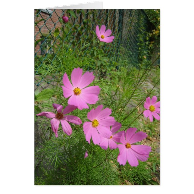 cosmos cards (Front)