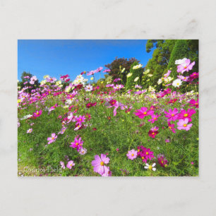 Cosmos Field [Postcard] Postcard