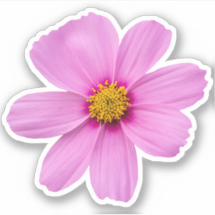 Cosmos Flower