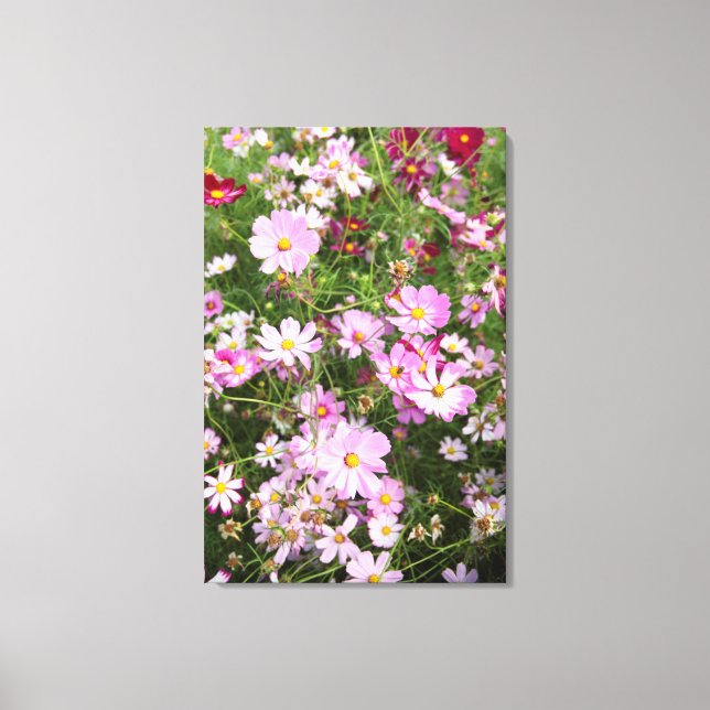 Cosmos Flower (Bidens Formosa). Kirkwood Canvas Print (Front)