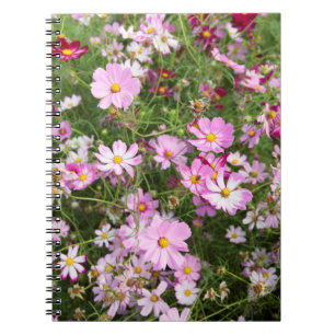 Cosmos Flower (Bidens Formosa). Kirkwood Notebook