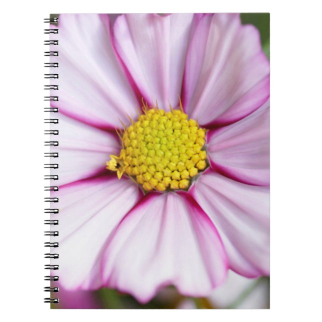 Cosmos Flower (bidens formosa) Notebook (Front)