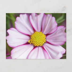 Cosmos Flower (bidens formosa) Postcard