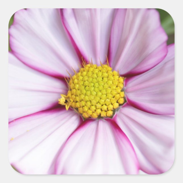 Cosmos Flower (bidens formosa) Square Sticker (Front)