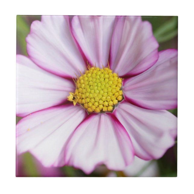 Cosmos Flower (bidens formosa) Tile (Front)