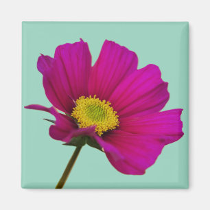 Cosmos Flower Magnet