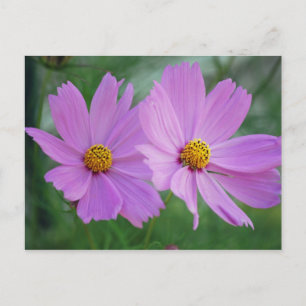 Cosmos flower postcard