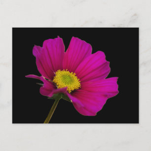 Cosmos Flower Postcard
