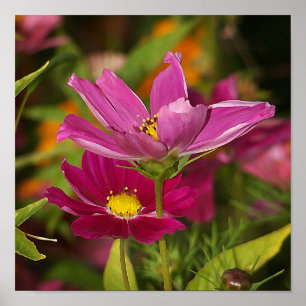 Cosmos Flower Print