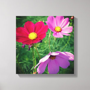 Cosmos Flower Trio  Canvas Print