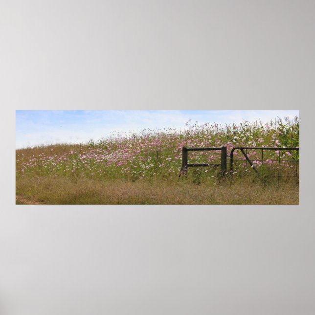 Cosmos Flowers along fence Poster (Front)