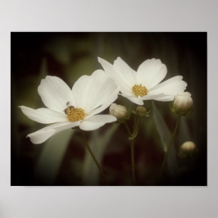 Cosmos Flowers And Bee Poster