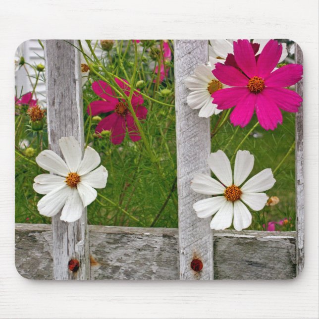 Cosmos Flowers in an Old Fence Mouse Mat (Front)
