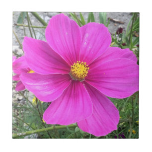 Cosmos flowers in bloom tile