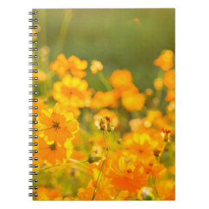 Cosmos flowers in the field of Lumphun province co Notebook