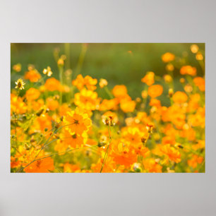 Cosmos flowers in the field of Lumphun province co Poster