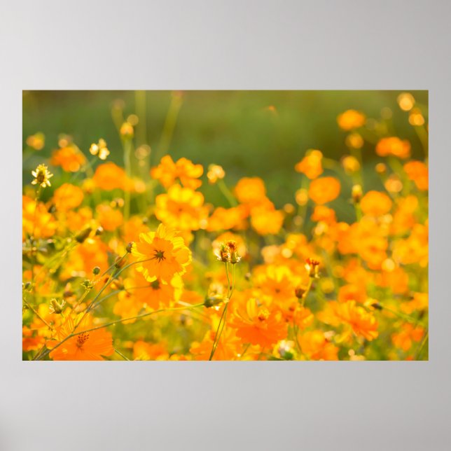 Cosmos flowers in the field of Lumphun province co Poster (Front)