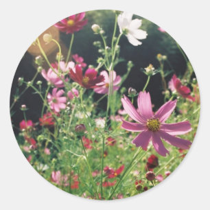 Cosmos Flowers: Japan Classic Round Sticker