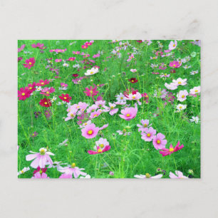 Cosmos Flowers: Japan Postcard