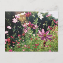 Cosmos Flowers: Japan