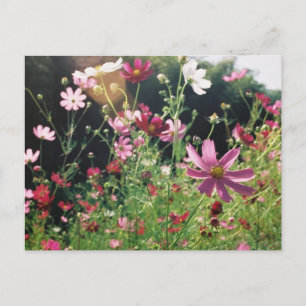 Cosmos Flowers: Japan Postcard