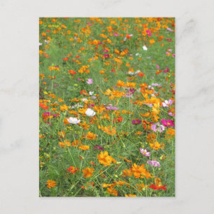Cosmos Flowers: Japan Postcard