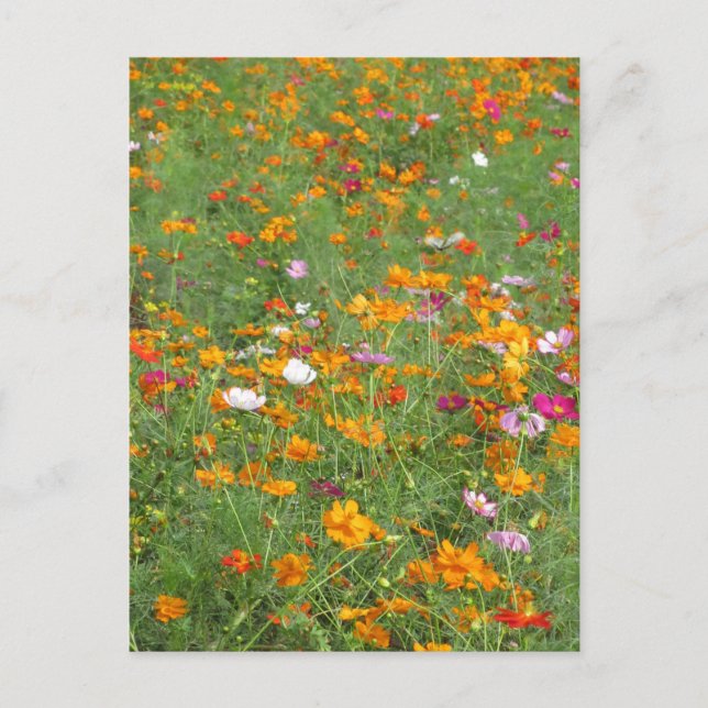 Cosmos Flowers: Japan Postcard (Front)