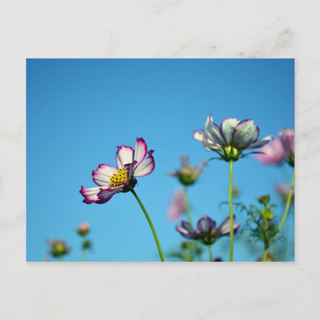 Cosmos Flowers: Japan Postcard (Front)