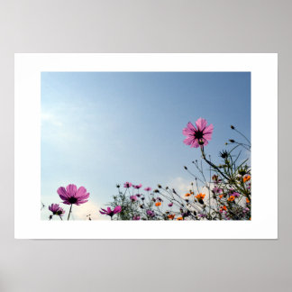 Cosmos Flowers of Japan Poster