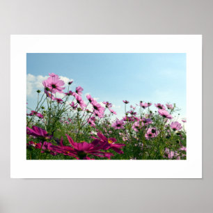 Cosmos Flowers of Japan Poster