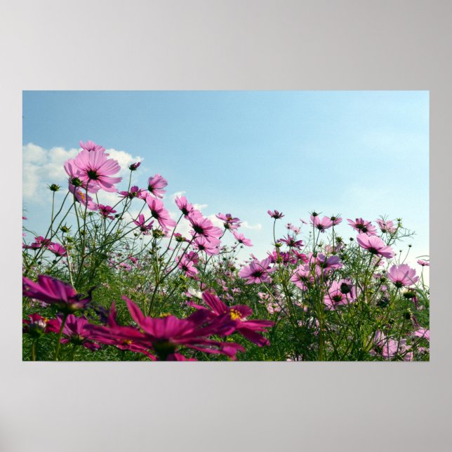 Cosmos Flowers of Japan Poster (Front)