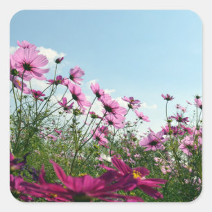 Cosmos Flowers of Japan  Square Sticker