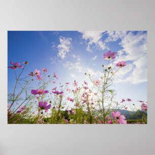 Cosmos flowers. Otsu, Shiga Prefecture, Japan 2 Poster