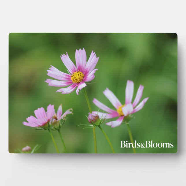 Cosmos Flowers Plaque (Front)