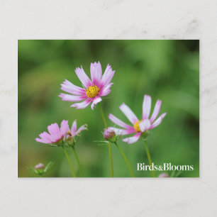 Cosmos Flowers Postcard