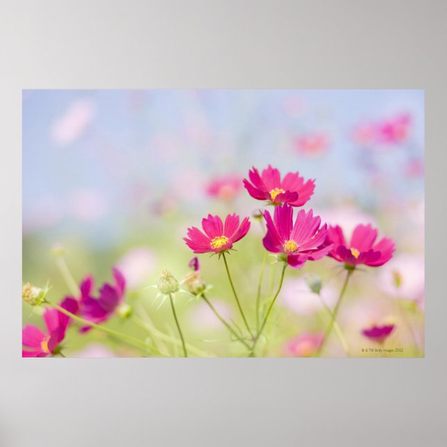 Cosmos flowers poster (Front)