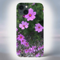 Cosmos flowers with pebbles On a