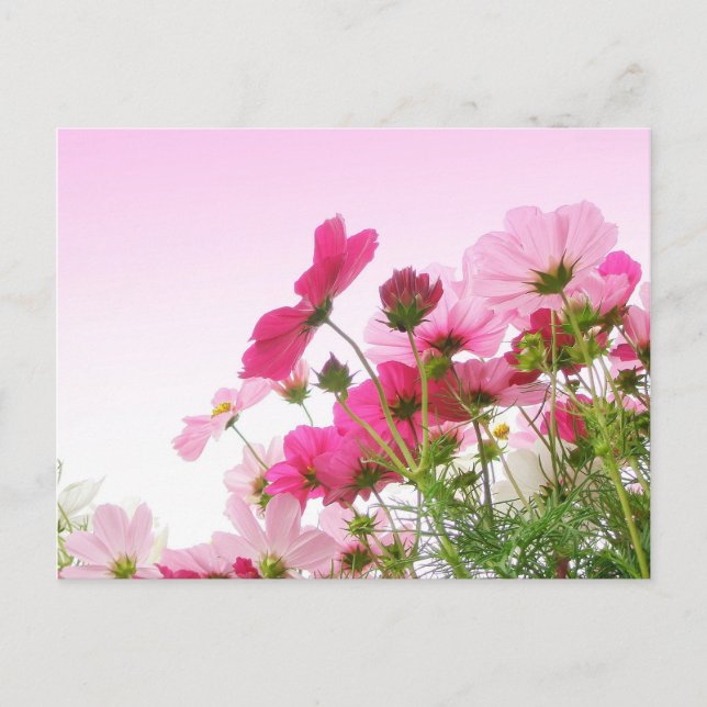 Cosmos in Pink Postcard (Front)