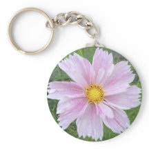 Cosmos - Palest of Pinks ---