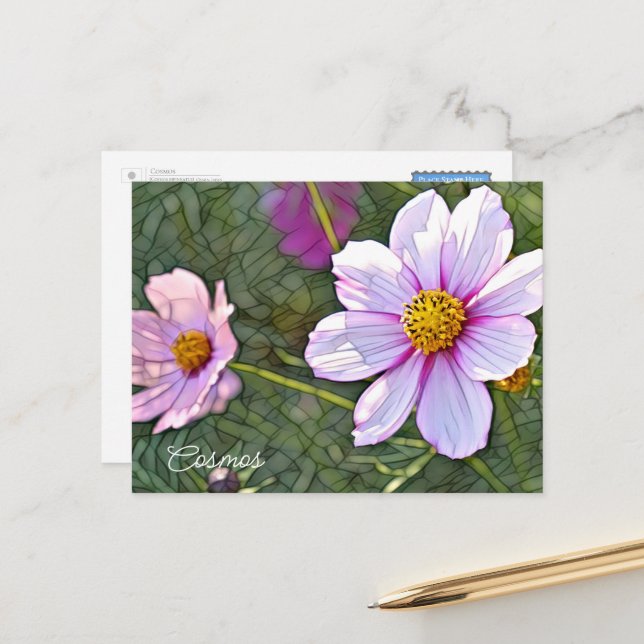 Cosmos Postcard (Front/Back In Situ)
