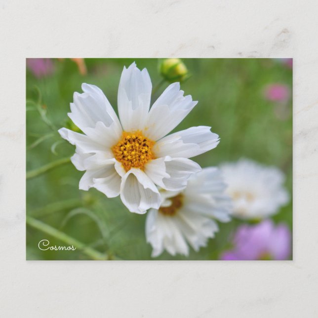 Cosmos Postcard (Front)