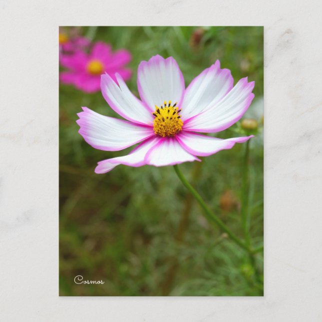 Cosmos Postcard (Front)