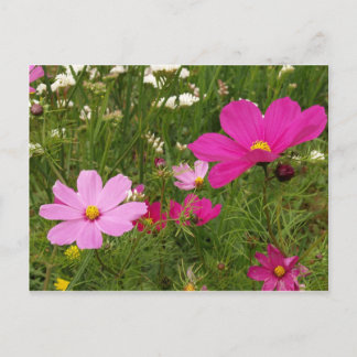 Cosmos Postcard