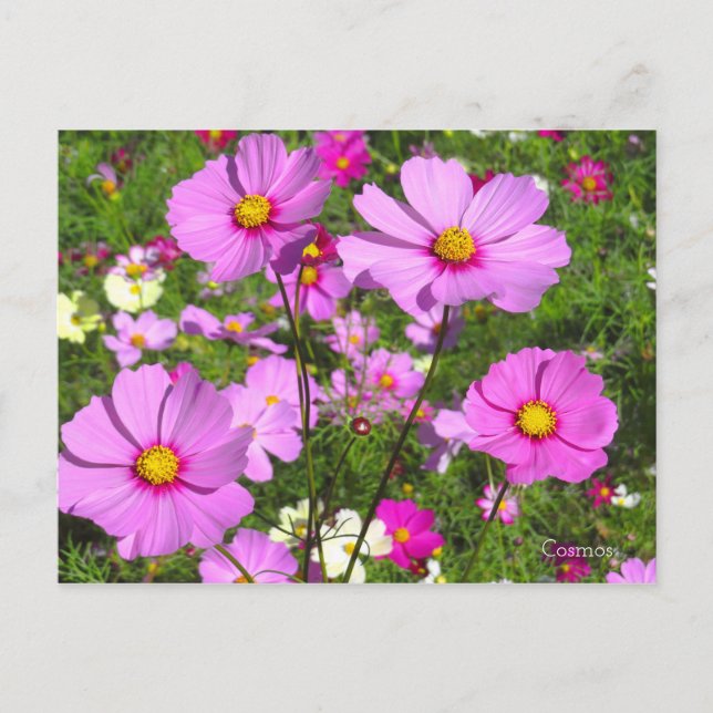 Cosmos [Postcard] Postcard (Front)
