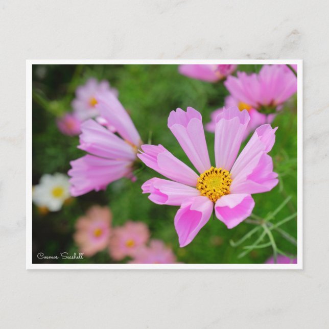 Cosmos [Postcard] Postcard (Front)
